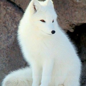 Meet your Posher, Savanna